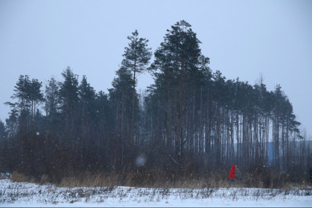 Найдём, где Газпрому высаживать лес. Губернатор Ленобласти потребовал компенсировать деревьями