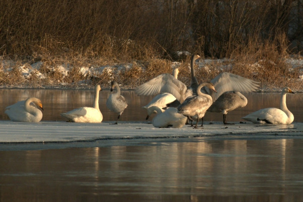 Фото: Стая краснокнижных лебедей-кликунов снова выбрала для зимовки центр Приозерска