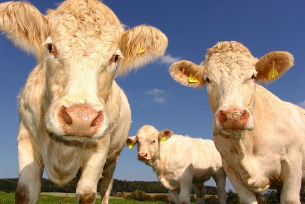 Билл Гейтс, Джефф Безос и Джек Ма помогут коровам выбрасывать меньше метана. Так они спасают планету от глобального потепления