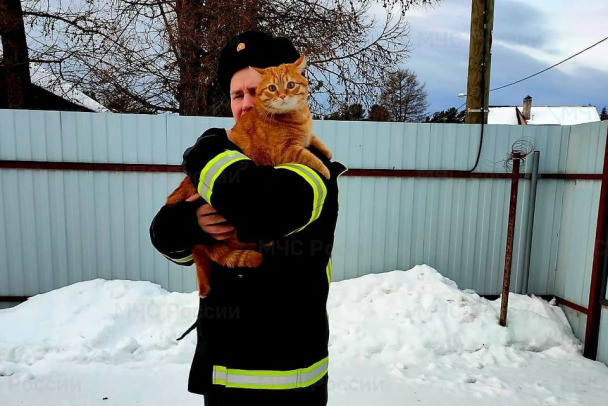 Упитанную рыжую кошку, застрявшую в лестнице, спасали в Сосновом Бору  - фото