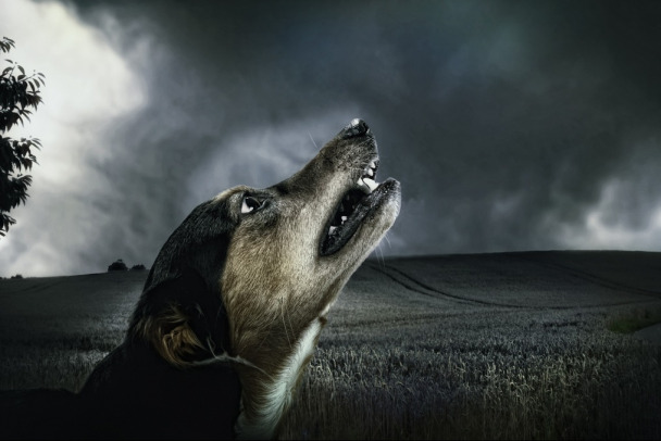 Собаки в Чернобыле генетически отличаются от своих сородичей