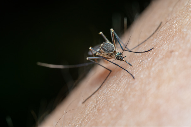 Российских туристов предупредили о лихорадке Зика, передающейся комарами