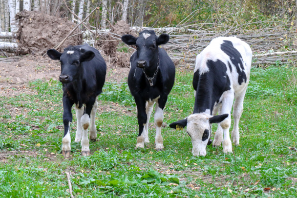 Коровье ЭКО. В Ленобласти искусственно осемененные коровы родили две сотни телят