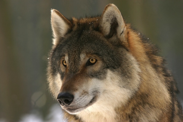 "Словно домашний пес". Волк в Нижне-Свирском заповеднике нежился в снегу, пока никто не видел