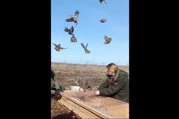 Видео: Серые куропатки радостно выпорхнули в полях Ленобласти