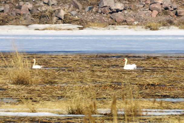Посмотрите, на дамбу в Финском заливе прилетели гнездоваться лебеди. Скоро там ожидают и других пернатых - фото
