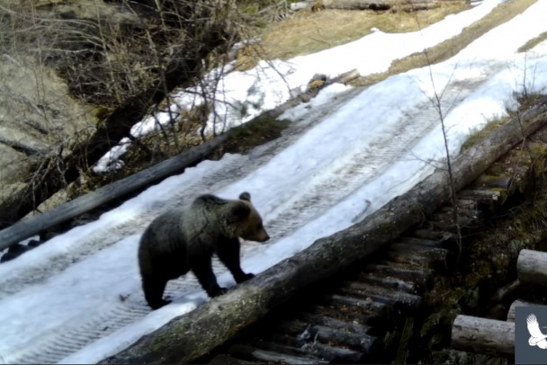 Барсук, медведь, лось, лиса. Две минуты из жизни моста в заповеднике у Лодейного Поля - видео