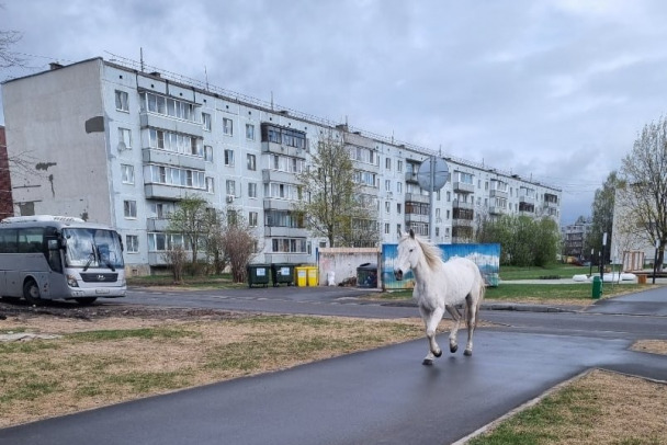 Кто знает, что у лошади в голове. Белая кобыла бегает по Кировску в поисках жеребца (фото, видео)
