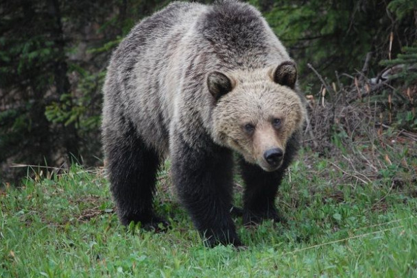 Медведя-вегана заметили в заповеднике у Лодейного Поля - видео