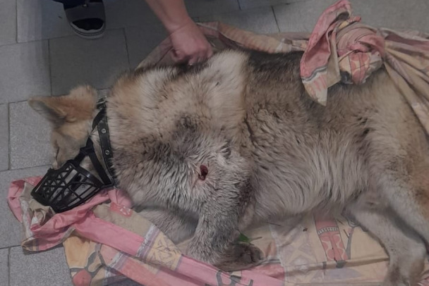 Фото: В Кировске спасают пса с огнестрельным ранением
