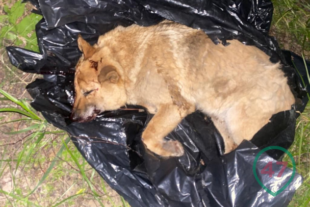 Убитую собаку выбросили из белого «Фольксвагена» под Гатчиной - фото
