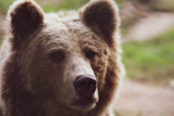 "Модельная проходка" медведя в Нижне-Свирском заповеднике попала на видео