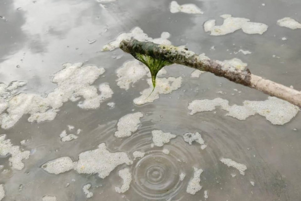 Под Киришами жителей напугали сине-зеленые водоросли в реке Кусинка – фото 
