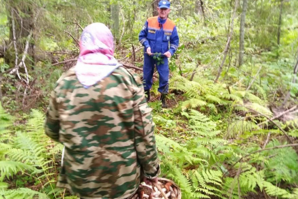 Больше сотни человек заблудились в лесах Ленобласти с начала года