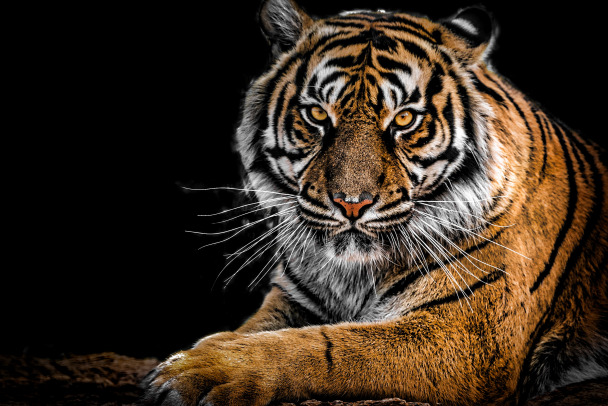 Видео: в Ленинградском зоопарке амурскому тигру устроили праздник с гирляндами и пиньятой