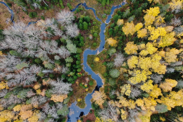 Ярко-жёлтый и насыщенный серый. Посмотрите, как осень раскрасила деревья в Нижне-Свирском заповеднике (фото)