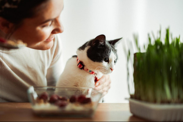 Это  нельзя есть кошке: 10 продуктов с нашего стола