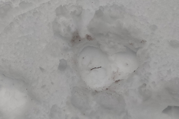 Фото: Следы - сердечки. Это кабаны топчут снег под Лодейным Полем