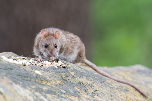 В Буграх готовятся к борьбе с крысами. Владельцев домашних животных просят гулять осторожнее