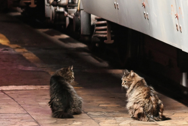 Памяти кота Твикса. Теперь в поездах, если найдут безнадзорное животное, обещают принять все меры, чтоб разыскать владельца
