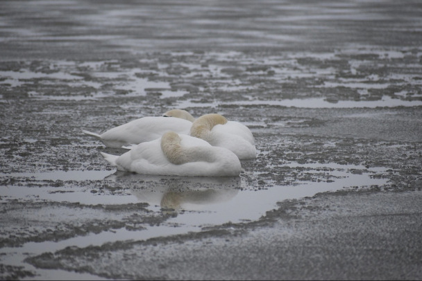 Один вмёрз в лёд, второй – кричал. Под Сосновым Бором спасали пару лебедей