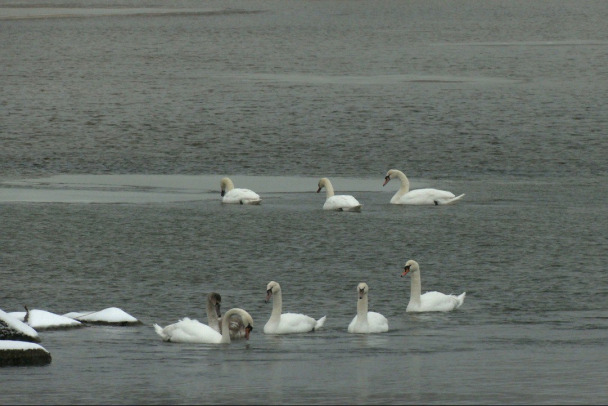 Кликуны и шипуны в Сосновом Бору. Группировка из 250 лебедей захватила участок у Финского залива