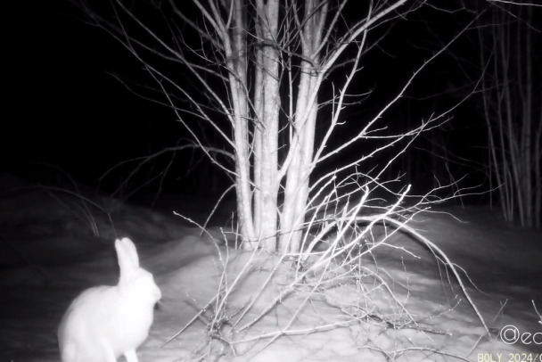 Четыре дня подряд заяц-беляк грыз осину и носился перед фотоловушкой в Ленобласти (видео)