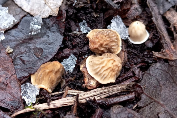 В Ленобласти нашли первые грибы. Но корзинки пока готовить рано