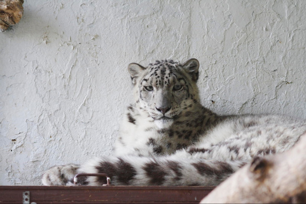 Не дожила до 21 года. Снежный барс Кира умерла в Ленинградском зоопарке