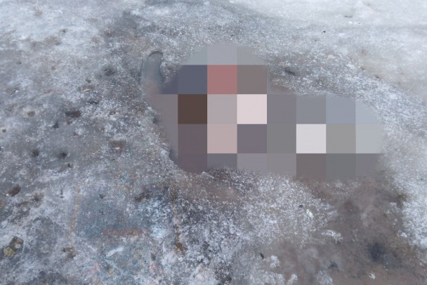 Под Приозерском обнаружили вмерзшее в лед тело человека