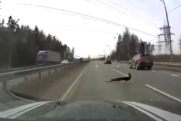 Видео: павлин разнес алкомаркет в Лос-Анджелесе