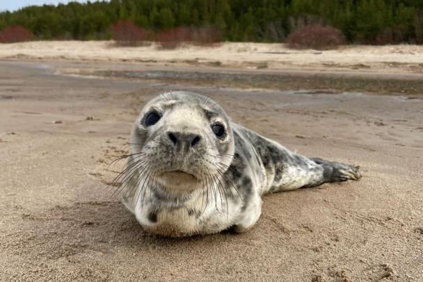 Истощенную самочку серого тюленя нашли у границы с Эстонией 