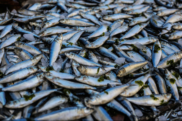 Активы девяти дальневосточных рыбопромышленников перешли государству
