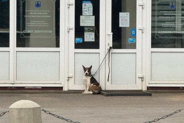 Собаку привязали к дверям администрации под Всеволожском. Чиновники готовят заявление в полицию