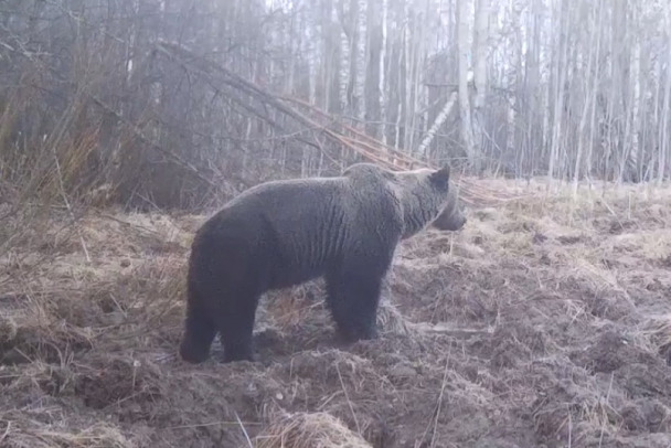 Гуляет, смотрит по сторонам. Медведя заметили в Нижне-Свирском заповеднике