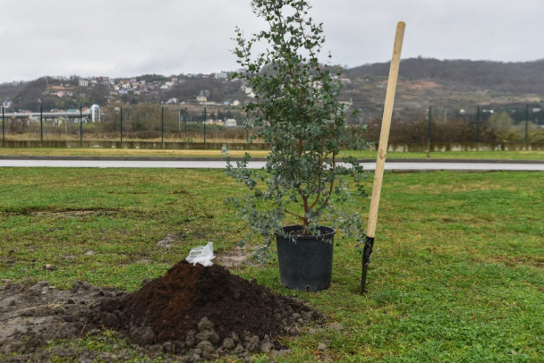 В Ленобласти пройдет акция по озеленению районов. Каждый сможет посадить дерево