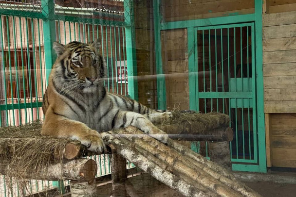 Бизнесмену Ананских пришлось заплатить штрафы после проверки прокуратурой его зоопарка под Приозерском