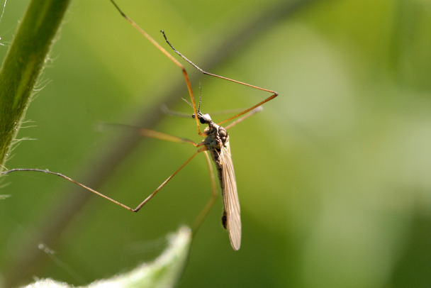 Роспотребнадзор обнаружил десятки новых вирусов, которые переносят комары и клещи