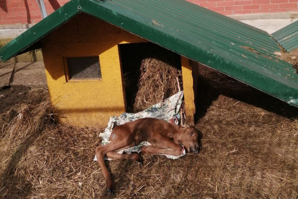 В Приюте Белоснежки спасают новорожденного лосенка в тяжелом состоянии. Его отбивали от собак