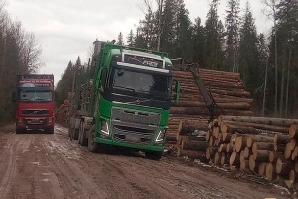 Возбуждено уголовное дело из-за планов по вырубке леса под Гатчиной