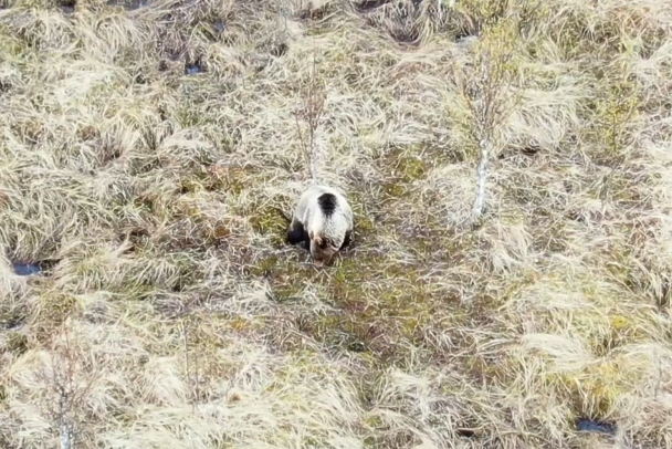 Медведя засняли за поеданием клюквы в Нижне-Свирском заповеднике