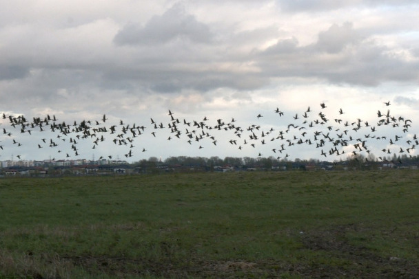 Под Тосно гуси набираются сил перед полетом в тундру. Их тысячи