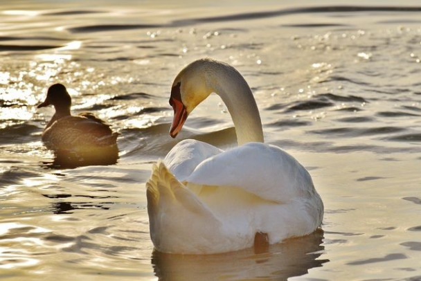 «Хорошая примета». Пара лебедей выплыли на озеро в центре Бокситогорска
