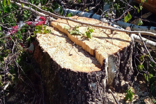 Парк Оккервиль, где срубили деревья, проверят лесопатологи. Обещают высадить в 10 раз больше