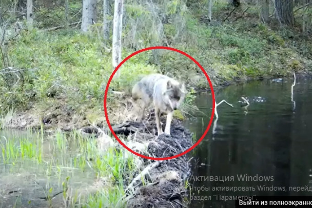 Охота волка на бобра попала на видео в Нижне-Свирском заповеднике