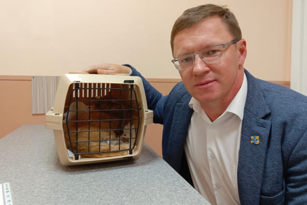 В Кировске спасли кота с «оторванной челюстью»