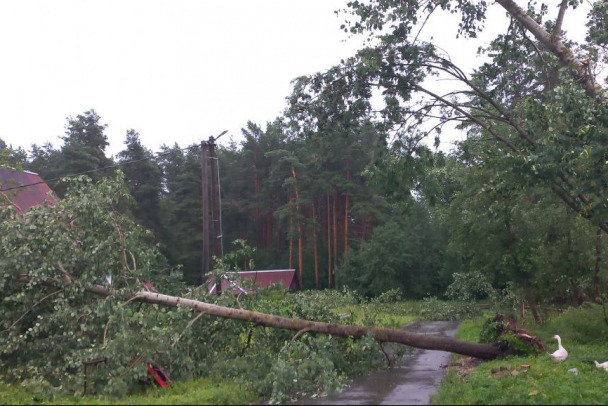 В Ленобласти двое пострадавших из-за падения деревьев. Обесточены 28 населенных пунктов