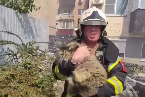 “Это лучшая работа в мире”. Огромного пушистого кота вынесли из горящего дома в Ростовской области (видео)