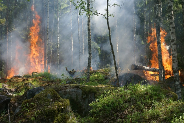 Число лесных пожаров в России сократилось почти на треть, однако в полтора раза выросла их площадь