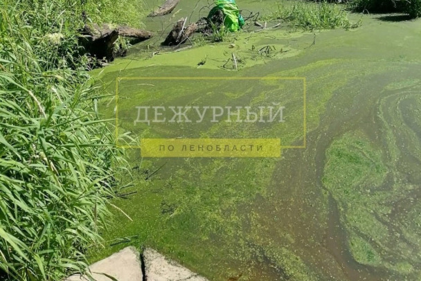 Фото: Под Кировском река Черная стала зеленой. И это не смена названия